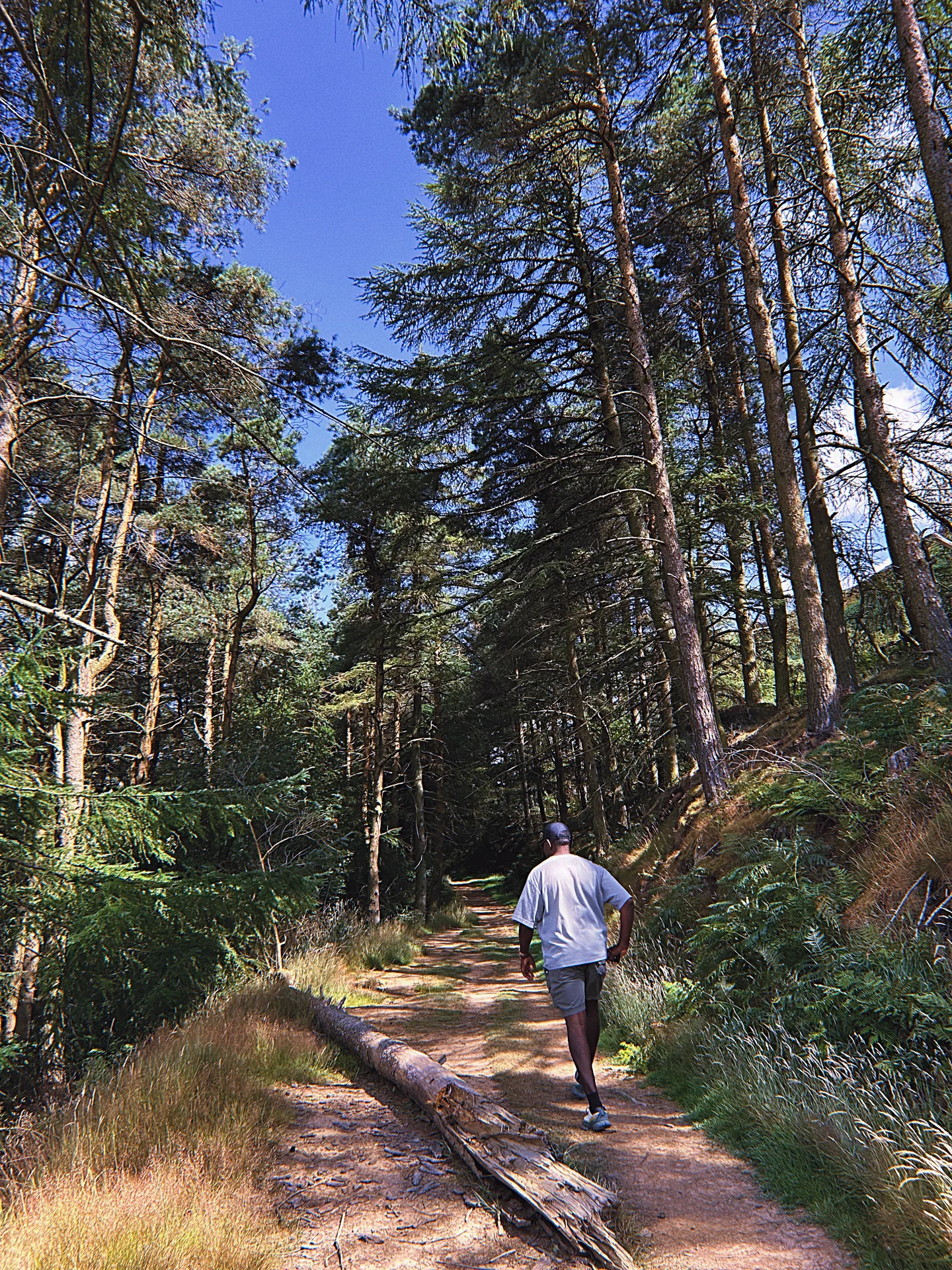 A walker following a sunlit path through tall woodland trees