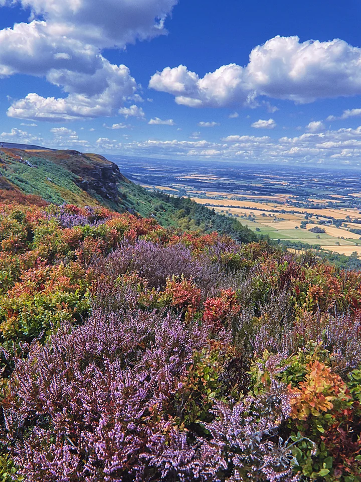 Purple heather on a hillside overlooking patchwork fields beneath clouds
