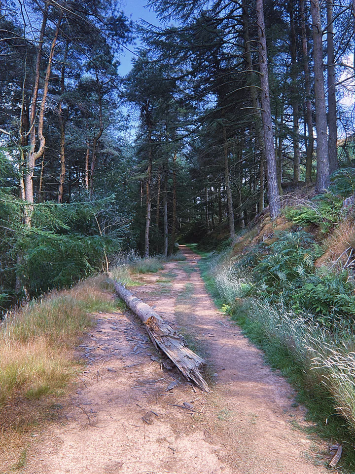 An empty woodland trail winding between tall trees and green ferns